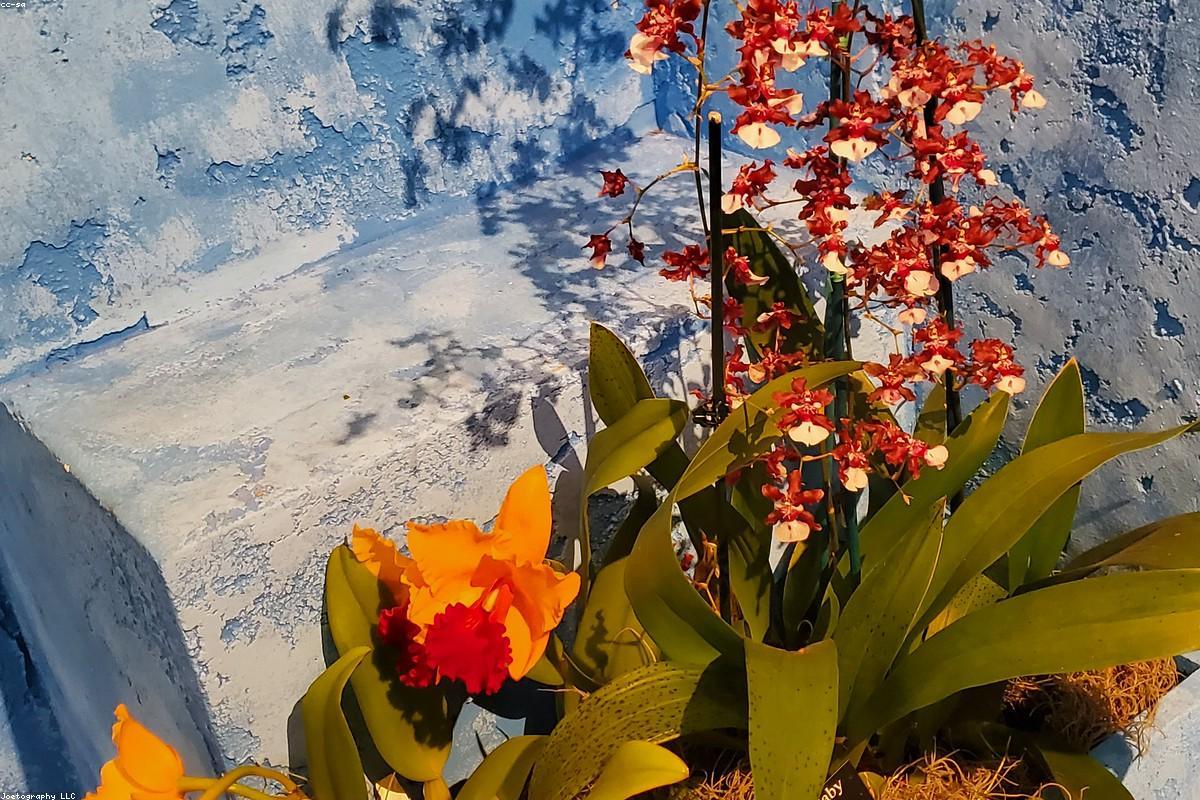 Jardin méditerranéen avec olivier et terrasse minérale à Aix-en-Provence